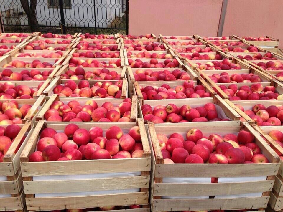 Купить яблоки красноярск. Ящик с яблоками. Транспортировка яблок. Ящики яблок на складе. Сортировка яблок.